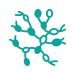 Lymph Nodes Icon