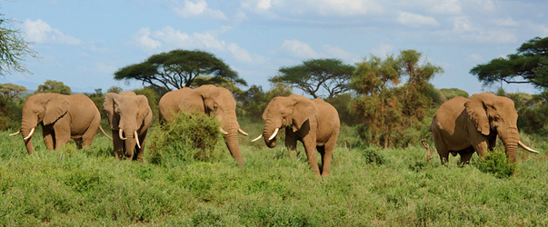 Kenya Chapter